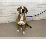 Small #1 Mutt