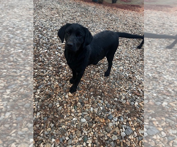 Medium Photo #1 Labrador Retriever Puppy For Sale in AMHERST, VA, USA