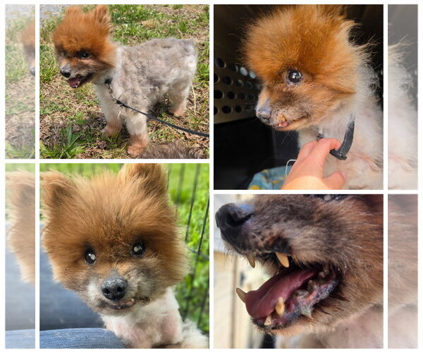 Medium Photo #2 Pomeranian Puppy For Sale in Blacksburg, SC, USA