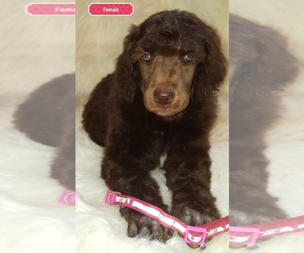 Medium Photo #2 Poodle (Standard) Puppy For Sale in SEAMAN, OH, USA