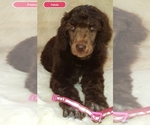 Small Photo #2 Poodle (Standard) Puppy For Sale in SEAMAN, OH, USA