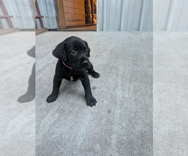Medium Photo #7 Labrador Retriever Puppy For Sale in PIERSON STATION, IL, USA