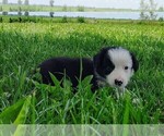 Small Photo #21 Border Collie Puppy For Sale in NORBORNE, MO, USA