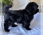 Small #5 Morkie