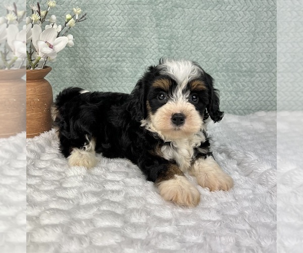 Medium Photo #5 Cavapoo Puppy For Sale in FRANKLIN, IN, USA