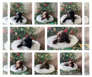 Labradoodle-Poodle (Standard) Mix Puppy for sale in CLARKSVILLE, TN, USA