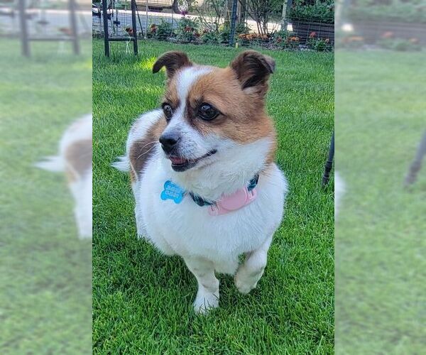 Medium Photo #5 Pembroke Welsh Corgi-Unknown Mix Puppy For Sale in Seattle, WA, USA