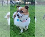 Small #4 Pembroke Welsh Corgi Mix