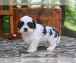 Small #2 Shih Tzu