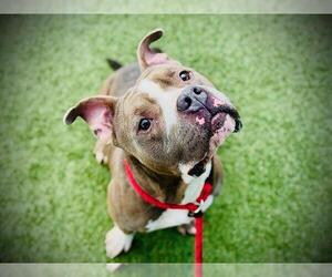 Mutt Dogs for adoption in Orlando, FL, USA