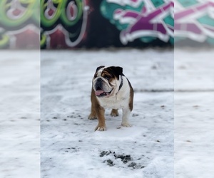 Bulldog Puppy for sale in MILFORD, NH, USA