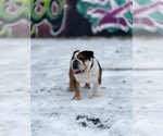 Small Photo #1 Bulldog Puppy For Sale in MILFORD, NH, USA