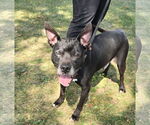 Small #2 American Pit Bull Terrier Mix
