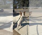 Small Photo #2 Australian Cattle Dog Puppy For Sale in Santa Maria, CA, USA