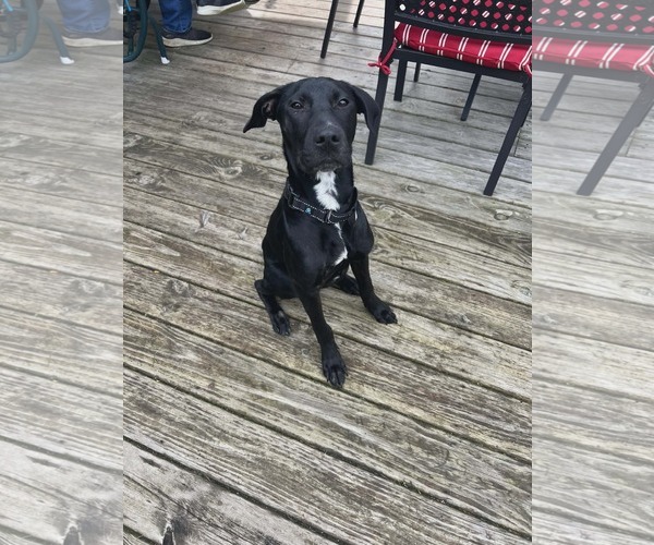 Medium Photo #3 Mutt Puppy For Sale in Sheboygan, WI, USA