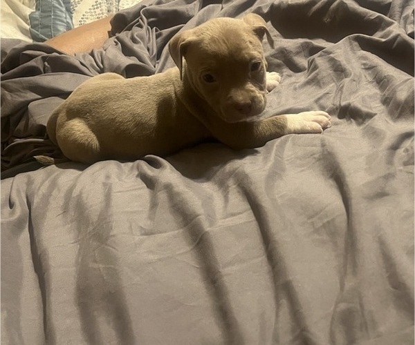 Medium Photo #33 American Bully Puppy For Sale in BUFFALO, NY, USA