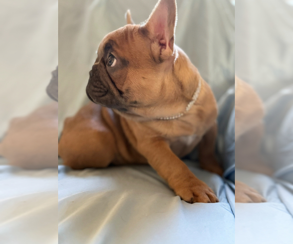 Medium Photo #8 French Bulldog Puppy For Sale in MOUNTAIN VIEW, MO, USA