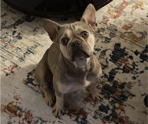 French Bulldog Puppy for sale in TAMARAC, FL, USA
