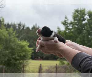 Medium Border Collie