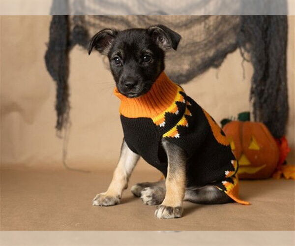 Medium Photo #4  Puppy For Sale in , 