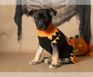 Border Collie-Unknown Mix Dogs for adoption in Ames, IA, USA