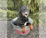 Small #1 Bernedoodle (Miniature)