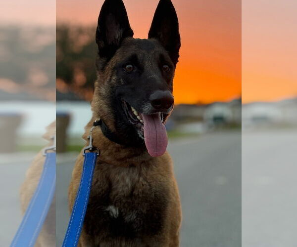 Medium Photo #3 Mutt Puppy For Sale in Imlay City, MI, USA