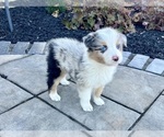 Small #9 Australian Shepherd