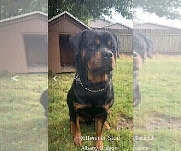 Medium Photo #1 Rottweiler Puppy For Sale in COTTAGE GROVE, OR, USA