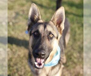 German Shepherd Dog-Unknown Mix Dogs for adoption in San Antonio, TX, USA
