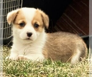 Pembroke Welsh Corgi Puppy for sale in NORWOOD, MO, USA