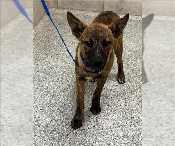 Medium Photo #1 German Shepherd Dog-Unknown Mix Puppy For Sale in Conroe, TX, USA