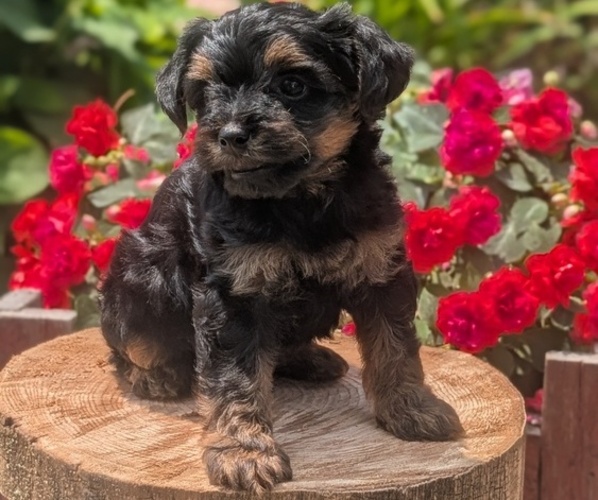 Medium Photo #31 Yorkipoo Puppy For Sale in GOSHEN, IN, USA