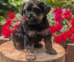 Small Photo #31 Yorkipoo Puppy For Sale in GOSHEN, IN, USA