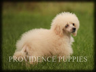 Small Photo #71 Poodle (Miniature) Puppy For Sale in COPPOCK, IA, USA