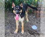 Small #3 German Shepherd Dog Mix