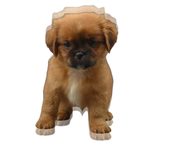 Medium Photo #9 Shih Tzu Puppy For Sale in SAN DIEGO, CA, USA
