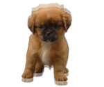 Small Photo #9 Shih Tzu Puppy For Sale in SAN DIEGO, CA, USA