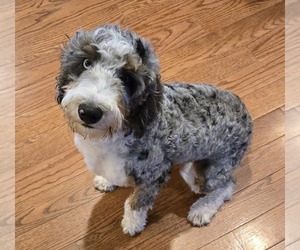 Bernedoodle (Miniature) Puppy for sale in NEW HOLLAND, PA, USA