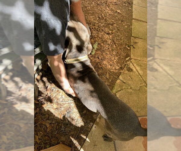 Medium Photo #14 American Pit Bull Terrier-Staffordshire Bull Terrier Mix Puppy For Sale in Atlanta, GA, USA