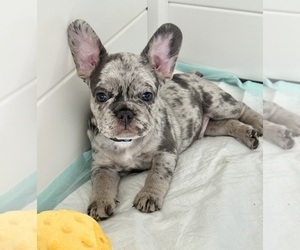 French Bulldog Puppy for sale in PHOENIX, AZ, USA