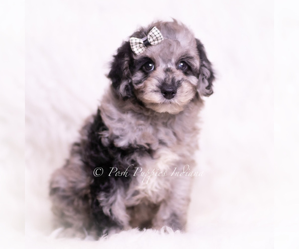 Medium Photo #52 Poodle (Miniature) Puppy For Sale in WARSAW, IN, USA