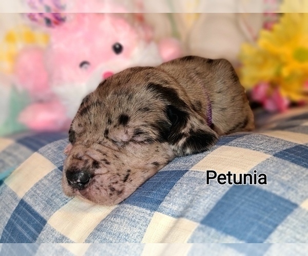 Medium Photo #3 Great Dane Puppy For Sale in CELESTE HINKLE, NC, USA