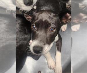 Borador Dogs for adoption in Bakersfield, CA, USA