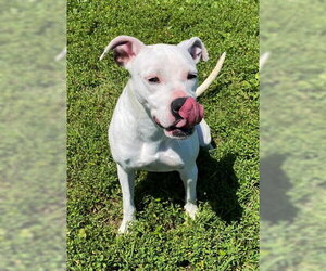 Clara - Female Boxer-Unknown Mix Dog for Adoption - Photo #9
