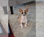 Small Photo #5 Chihuahua Puppy For Sale in Lebanon, PA, USA