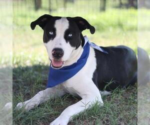 American Staffordshire Terrier-Unknown Mix Dogs for adoption in San Antonio, TX, USA