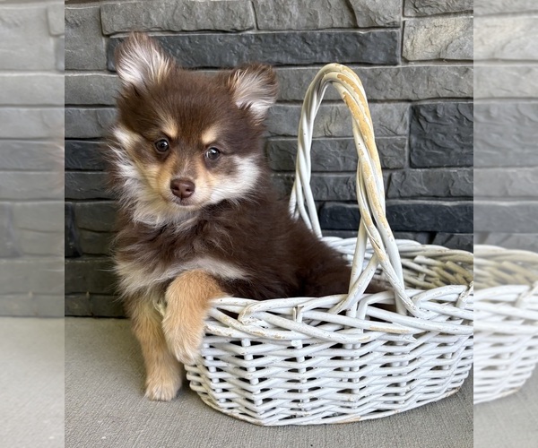 Medium Photo #3 Pomeranian Puppy For Sale in MIDDLEBURY, IN, USA