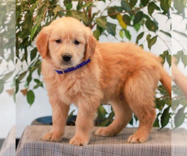 Medium Photo #4 Golden Retriever Puppy For Sale in LITITZ, PA, USA
