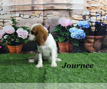 Small #20 Cavalier King Charles Spaniel